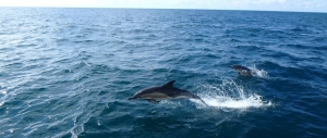 dolphins1